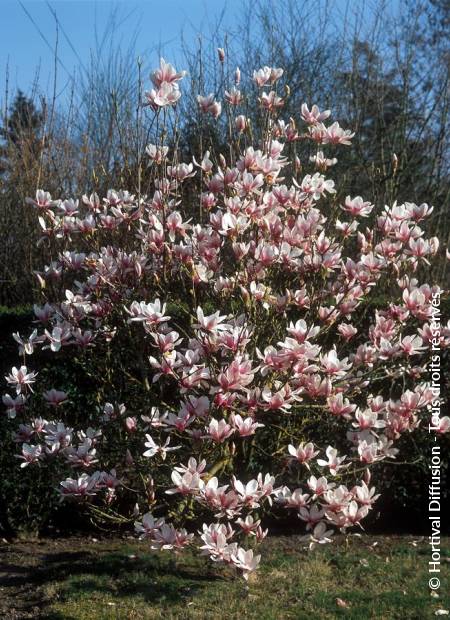 © Hortival Diffusion - Tous droits réservés