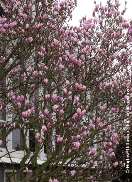 © Hortival Diffusion - Tous droits réservés