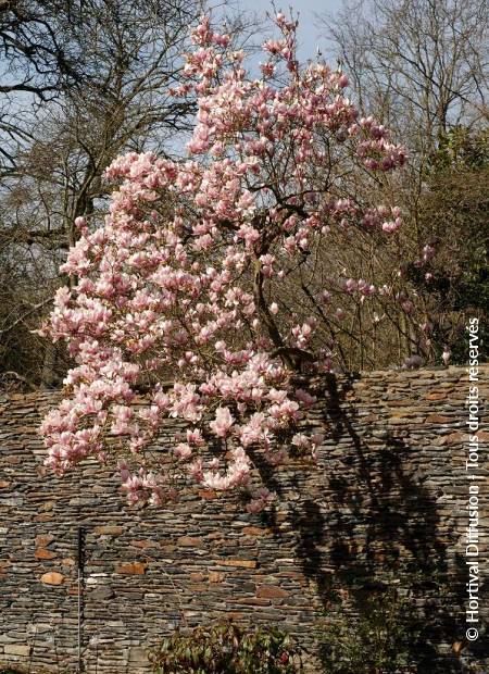 © Hortival Diffusion - Tous droits réservés