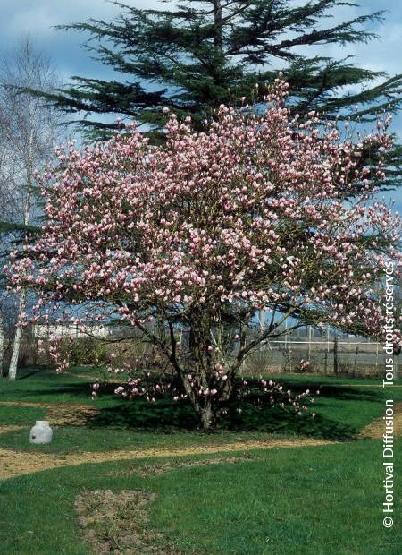 © Hortival Diffusion - Tous droits réservés