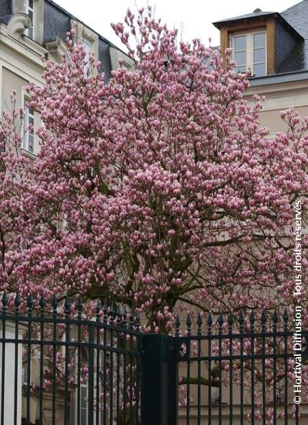 © Hortival Diffusion - Tous droits réservés