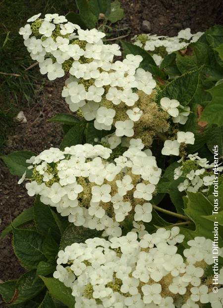 © Hortival Diffusion - Tous droits réservés