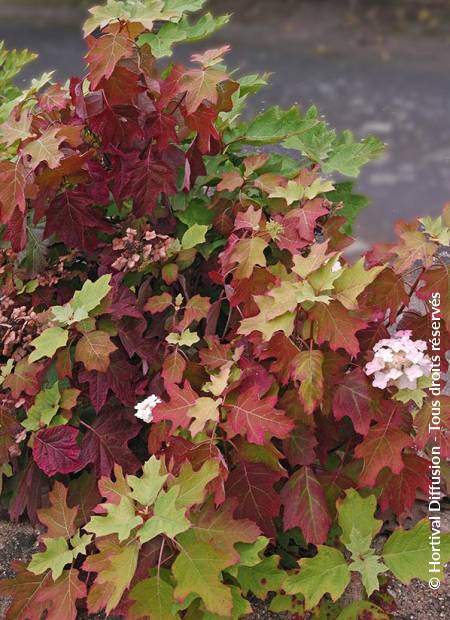 © Hortival Diffusion - Tous droits réservés