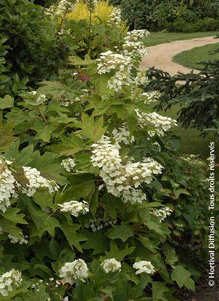 © Hortival Diffusion - Tous droits réservés