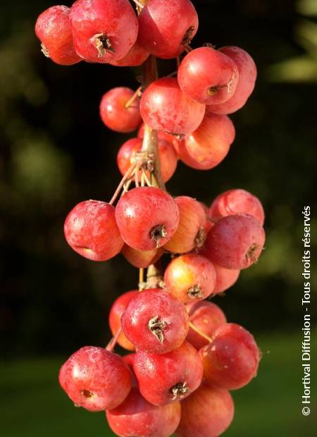 © Hortival Diffusion - Tous droits réservés