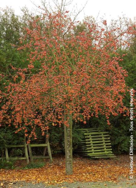 © Hortival Diffusion - Tous droits réservés