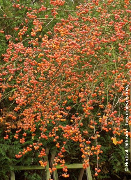 © Hortival Diffusion - Tous droits réservés