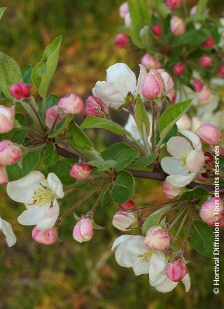 © Hortival Diffusion - Tous droits réservés