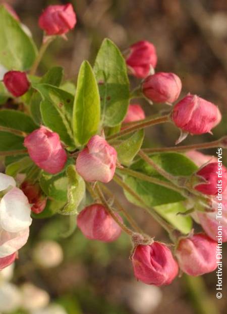 © Hortival Diffusion - Tous droits réservés