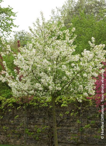 © Hortival Diffusion - Tous droits réservés