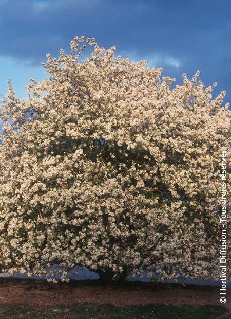 © Hortival Diffusion - Tous droits réservés