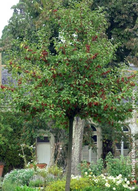 © Hortival Diffusion - Tous droits réservés