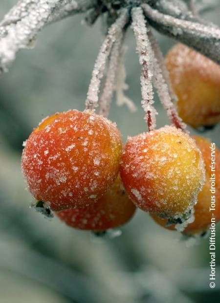 © Hortival Diffusion - Tous droits réservés