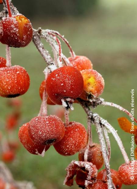 © Hortival Diffusion - Tous droits réservés