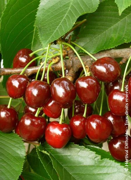 © Hortival Diffusion - Tous droits réservés