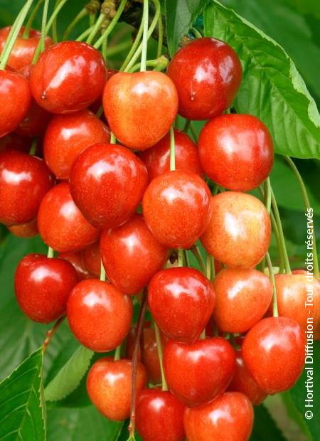 © Hortival Diffusion - Tous droits réservés