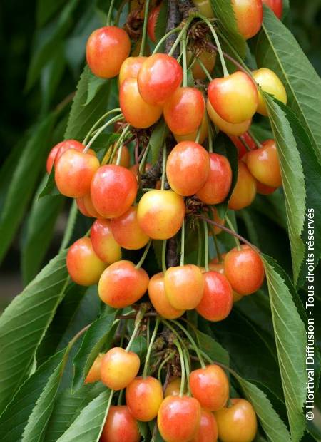 © Hortival Diffusion - Tous droits réservés