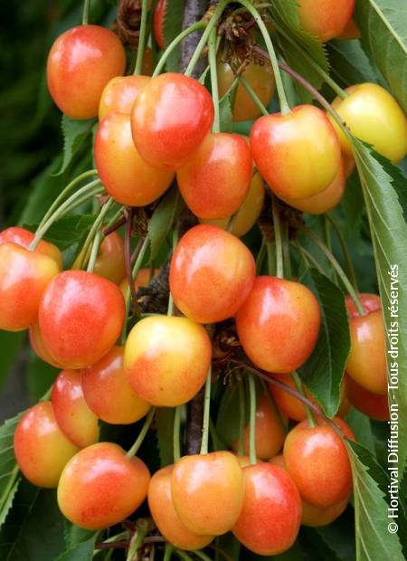 © Hortival Diffusion - Tous droits réservés