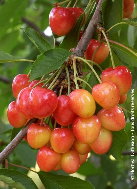 © Hortival Diffusion - Tous droits réservés