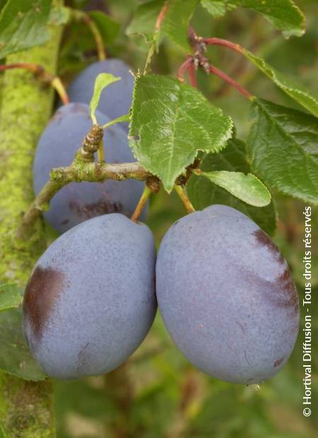 © Hortival Diffusion - Tous droits réservés