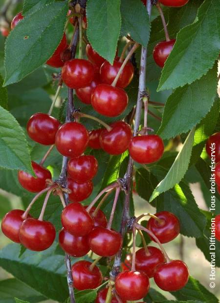 © Hortival Diffusion - Tous droits réservés