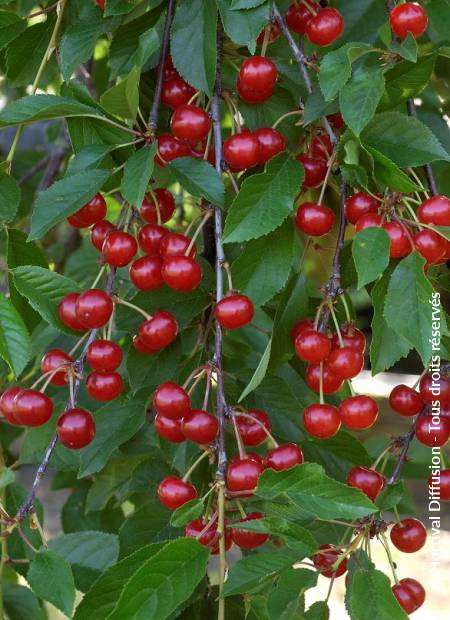 © Hortival Diffusion - Tous droits réservés