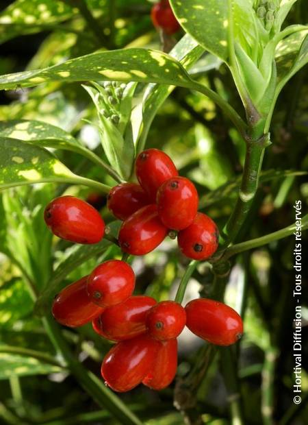 © Hortival Diffusion - Tous droits réservés