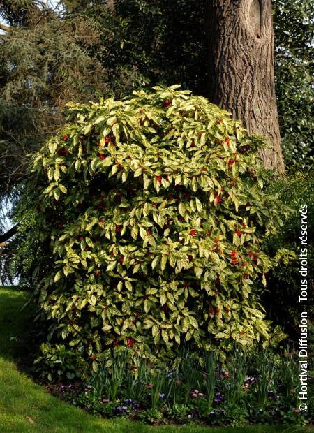 © Hortival Diffusion - Tous droits réservés