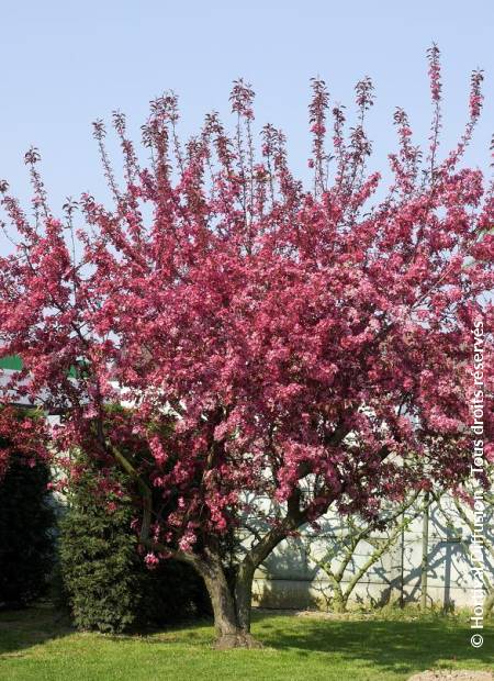 © Hortival Diffusion - Tous droits réservés