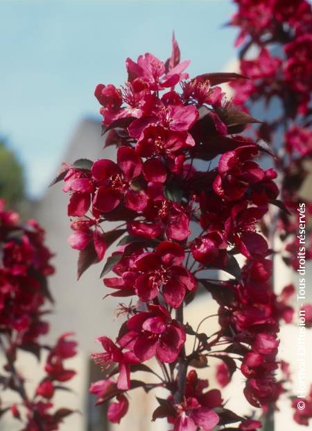 © Hortival Diffusion - Tous droits réservés