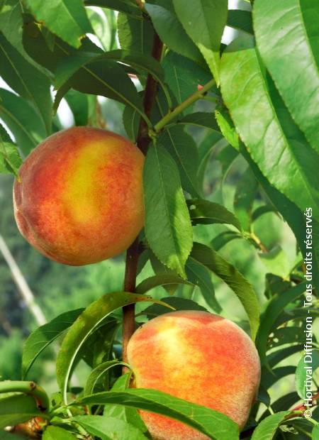 © Hortival Diffusion - Tous droits réservés