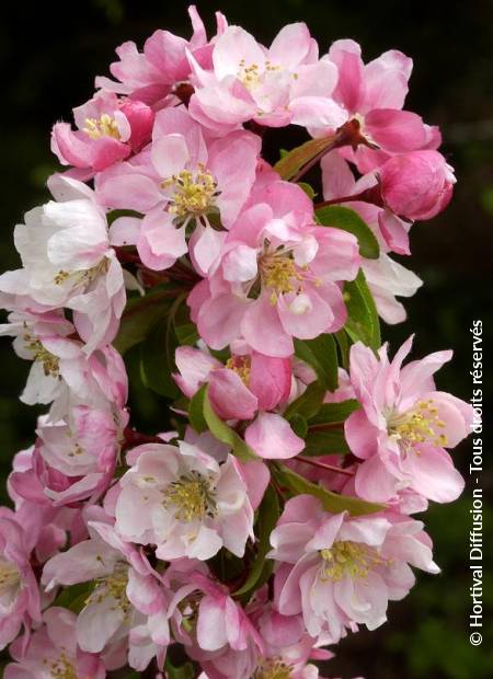 © Hortival Diffusion - Tous droits réservés