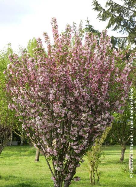 © Hortival Diffusion - Tous droits réservés