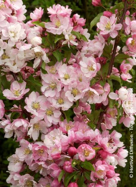 © Hortival Diffusion - Tous droits réservés