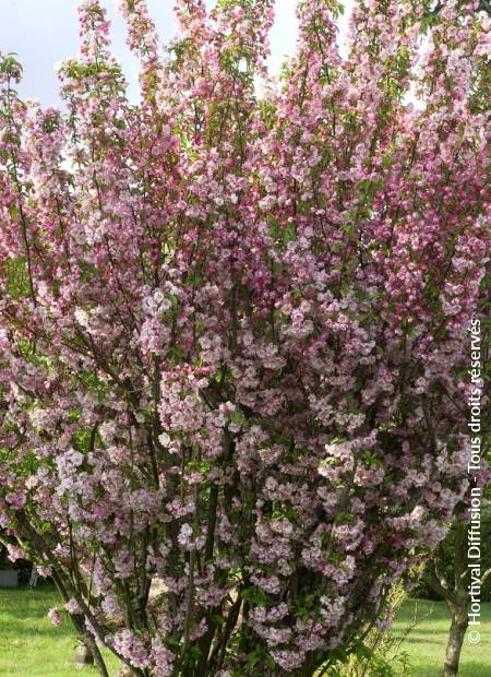 © Hortival Diffusion - Tous droits réservés