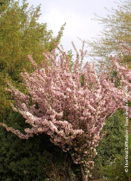 © Hortival Diffusion - Tous droits réservés