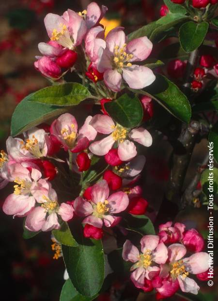 © Hortival Diffusion - Tous droits réservés