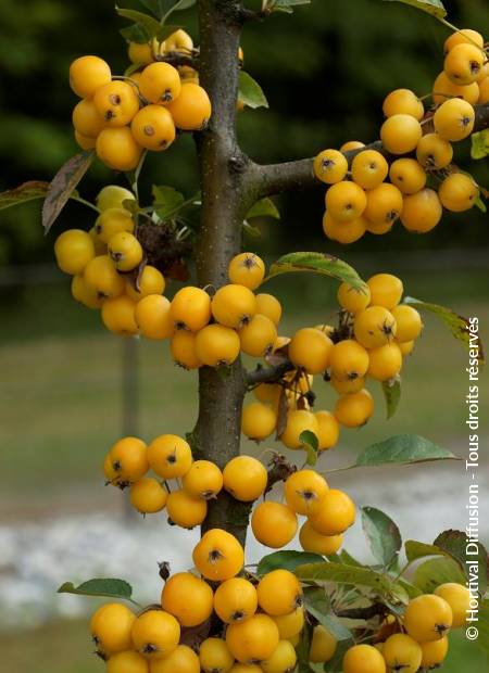 © Hortival Diffusion - Tous droits réservés