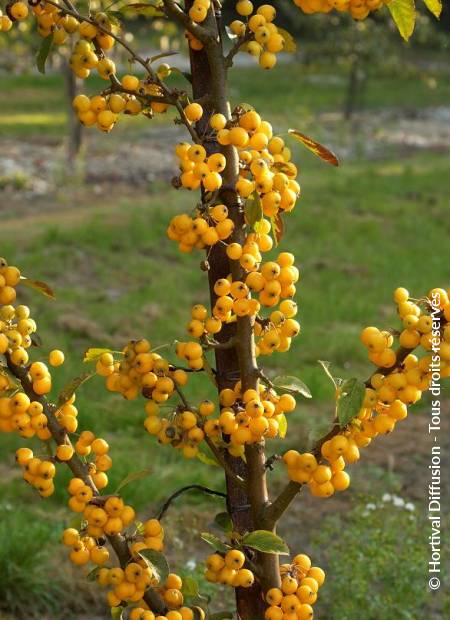 © Hortival Diffusion - Tous droits réservés