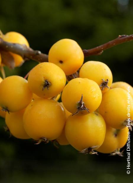 © Hortival Diffusion - Tous droits réservés