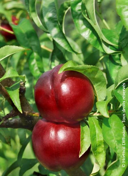 © Hortival Diffusion - Tous droits réservés