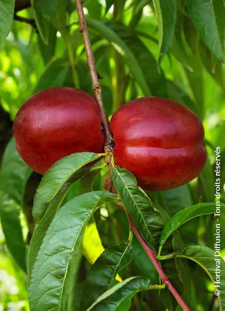 © Hortival Diffusion - Tous droits réservés