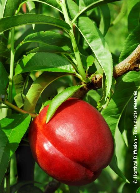 © Hortival Diffusion - Tous droits réservés