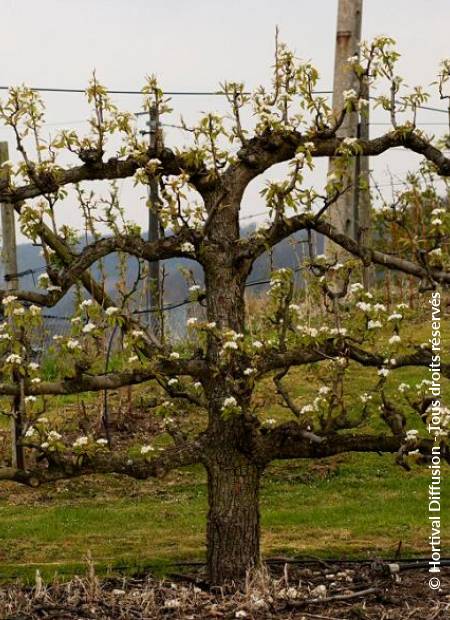 © Hortival Diffusion - Tous droits réservés