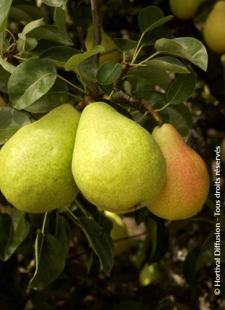 © Hortival Diffusion - Tous droits réservés