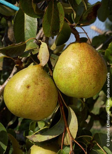 © Hortival Diffusion - Tous droits réservés