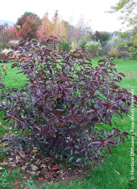 © Hortival Diffusion - Tous droits réservés