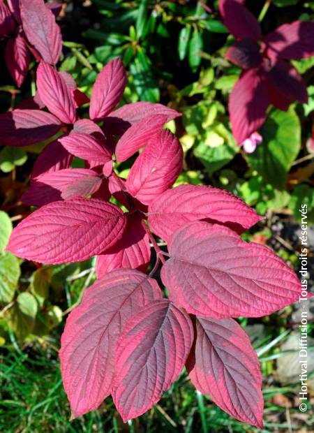 © Hortival Diffusion - Tous droits réservés