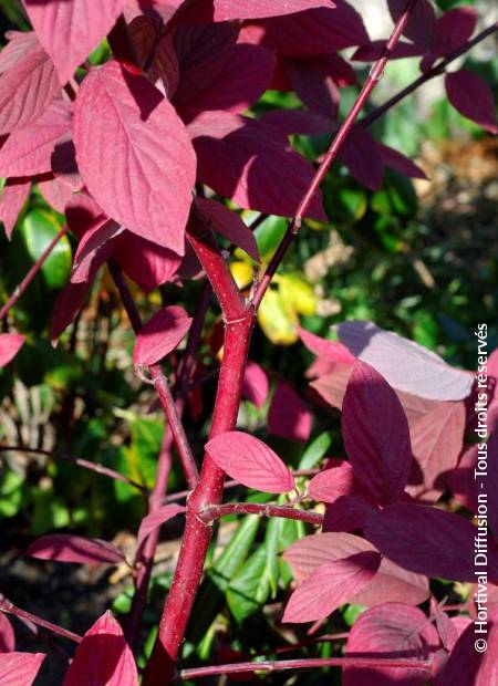 © Hortival Diffusion - Tous droits réservés