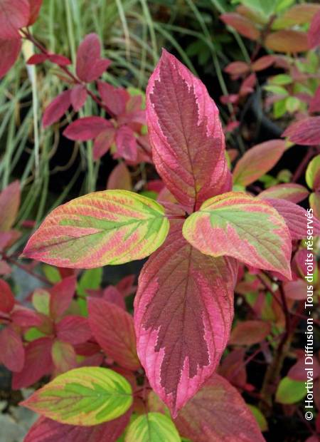 © Hortival Diffusion - Tous droits réservés